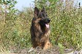 BERGER ALLEMAND 143
